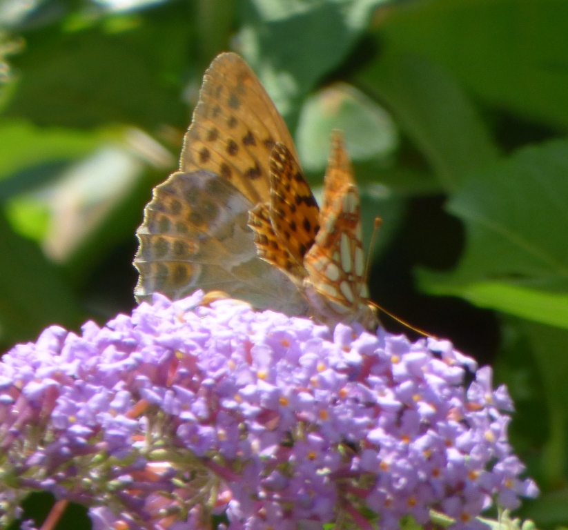 Argynnis paphia e Issoria lathonia